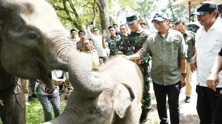 Presiden Siapkan Rp839 Miliar untuk Way Kambas, Gubernur Lampung Apresiasi