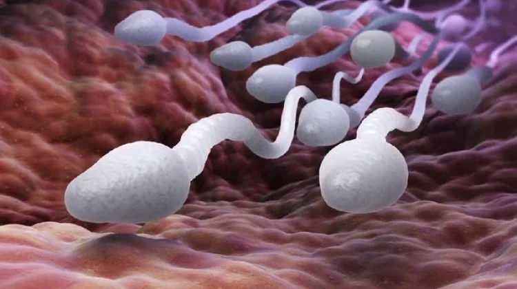 Setop 3 Kebiasaan yang Bikin Kualitas Sperma Mengendur