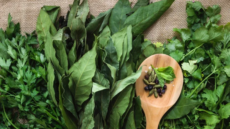 5 Tanaman Herbal yang Ampuh Tingkatkan Imun Tubuh