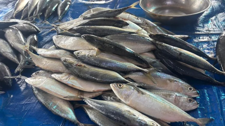 Manfaat Ikan Kembung Sumber Gizi Tinggi