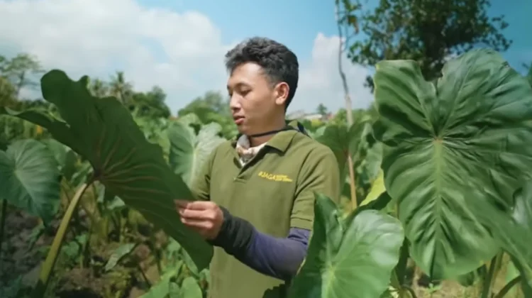 Talas Pratama, Peluang Bisnis Muda Menjanjikan