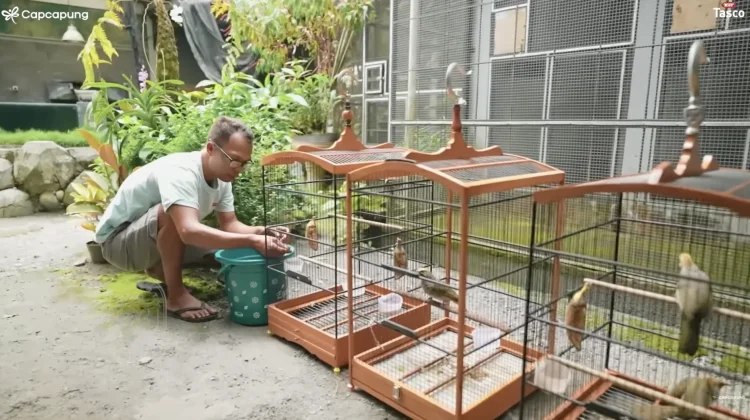 Tekun Berternak Burung, Raih Ekonomi Berkah