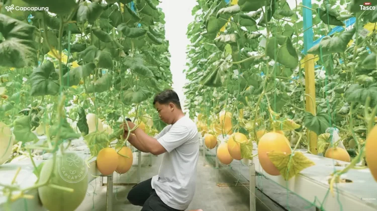 Greenhouse, Hotel Bintang Lima bagi Tanaman