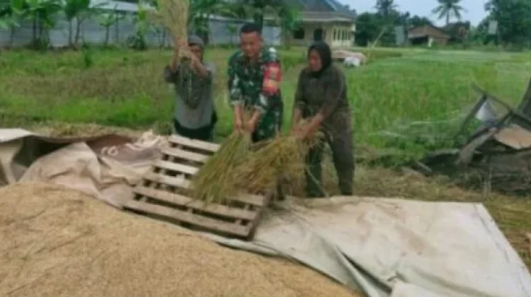 Babinsa Rajabasa Nunyai Turun ke Sawah, Bantu Petani Panen Padi