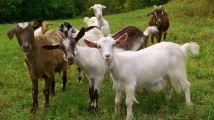 Kambing atau Domba, Mana yang Lebih Baik untuk Hewan Kurban?