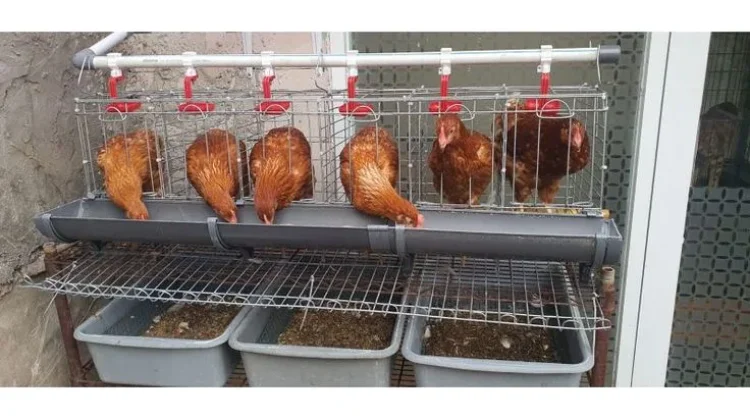 Mulai Pelihara Ayam Petelur di Rumah, Upaya Sederhana Jaga Ketahanan Pangan Keluar