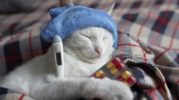 Kenali sejak Dini, Ini Ciri-Ciri Kucing Peliharaan Sedang Sakit