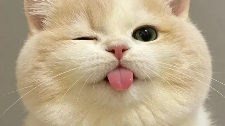Kucing Sering Menjulurkan Lidah, Normal atau Tanda Sakit? Ini Penjelasannya