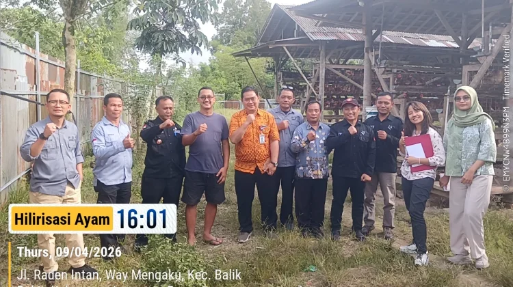 Program Hilirisasi Ayam di Lampung Tingkatkan Serapan Komoditas Peternakan