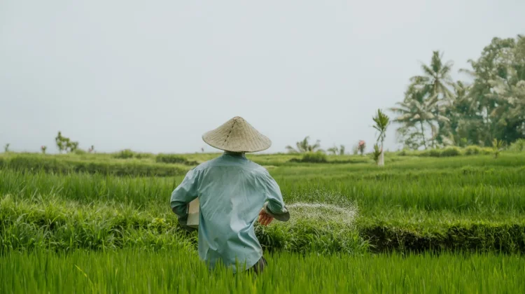 Jaga Produksi Padi, Wagub Jihan Nurlela Instruksikan Percepatan Tanam