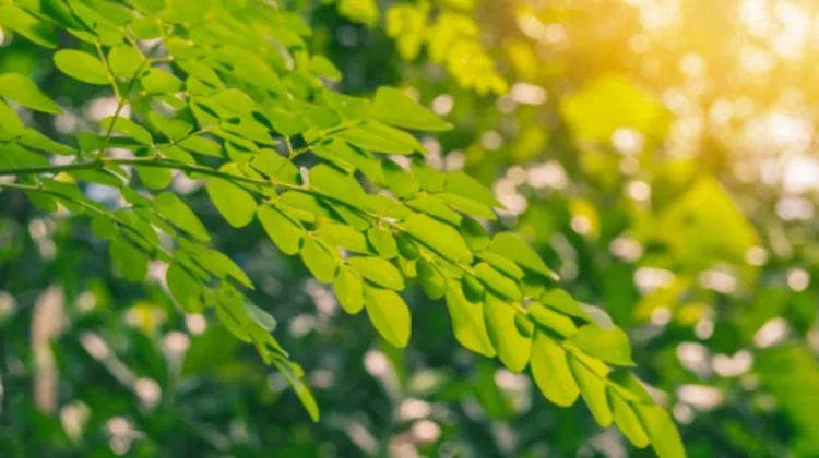 Daun Kelor, Tanaman Tropis yang Disebut juga Sebagai Superfood