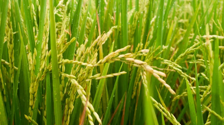 Mitigasi El Nino Jadi Penentu Ketahanan Pangan Nasional