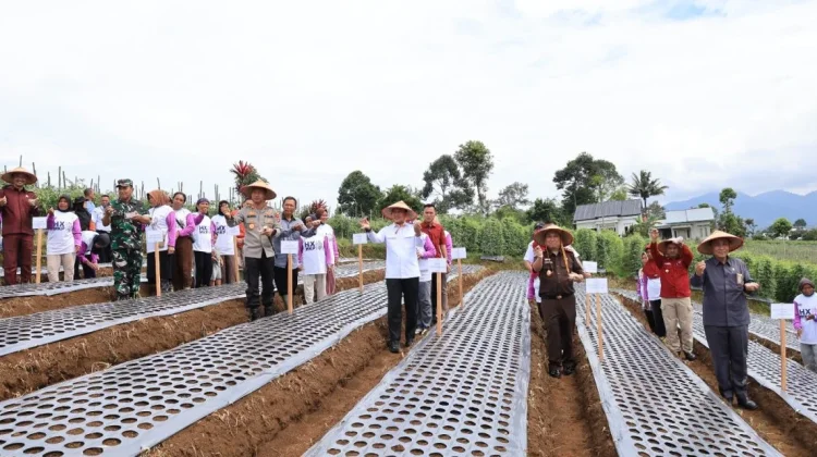 Lampung Barat Mulai Kembangkan Penanaman Bawang Putih