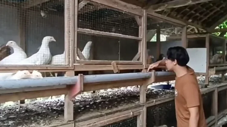 Anak Hakim Tipikor Asal Lampung Buat Inovasi Ayam Varietas AK-79