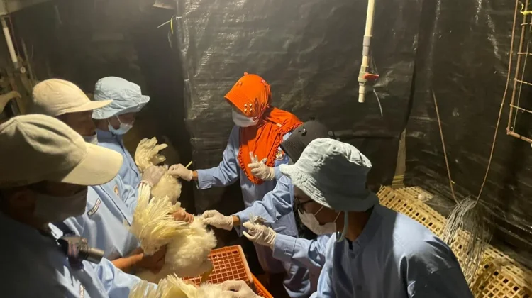 Uji Pullorum Jadi Tahapan Sertifikasi, Japfa Gisting Perkuat Jaminan Mutu Unggas