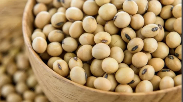 Kedelai, Sumber Protein Nabati dengan Segudang Manfaat