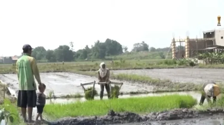 Cegah Gagal Panen, DKPTPH Lampung Perkuat Pengendalian Organisme Hama Tanaman
