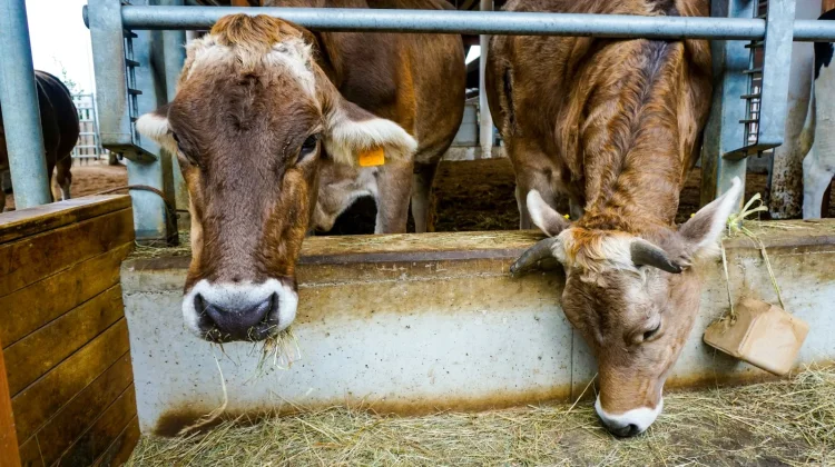 Cegah PMK, Disnakkeswan Lampung Minta Feedloter Lakukan Ring Vaksinasi
