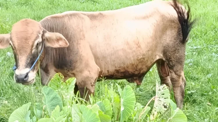 Panitia Qurban Masjid Al-Muhajirin 1447 H/2026 M Buka Pendaftaran Shahibul Qurban