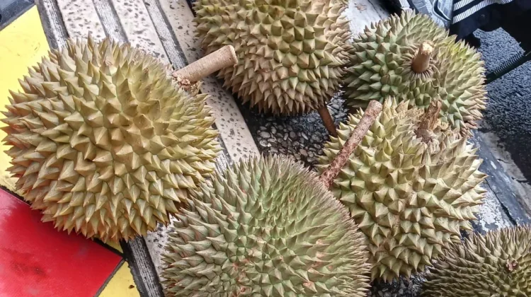 Durian Si Raja Buah: Filosofi dan Manfaatnya