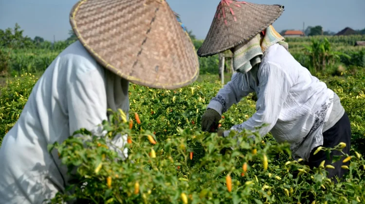 NTP Lampung April 2026 Turun 0,80 Persen, Hortikultura Jadi Penekan