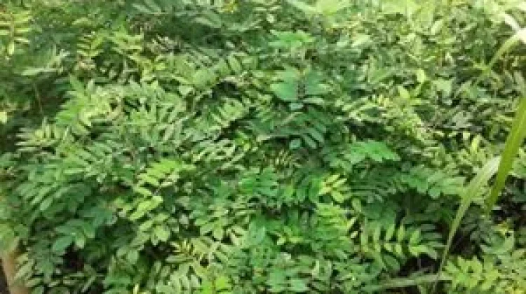 Mengenal Indigofera Zollingeriana, Tanaman Pakan Kaya Protein