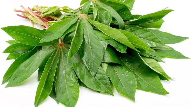 Unik, Daun Singkong Disebut “Sawi” dalam Bahasa Osing Banyuwangi