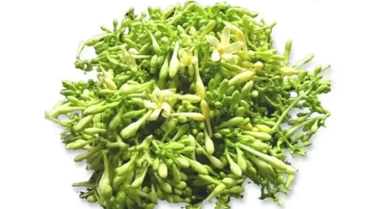 Daun Jambu Biji Jadi Cara Alami Kurangi Rasa Pahit Bunga Pepaya