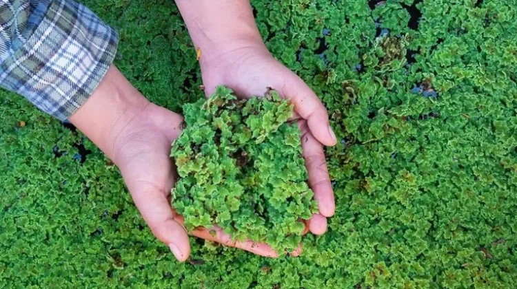 Azolla, Paku Air Bernutrisi Tinggi yang Dimanfaatkan sebagai Pakan Organik