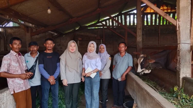 Pola Bagi Hasil 80% untuk Peternak Ditawarkan dalam Program Kemitraan Sapi BX