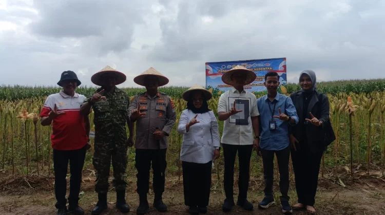 Polres Mesuji Panen Jagung Bersama Petani Berasan