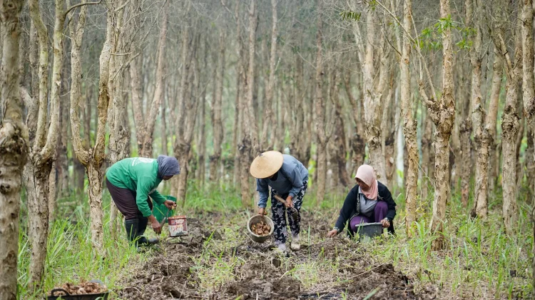 Perhutanan Sosial Lampung Dorong Warga Jaga Kelestarian Hutan