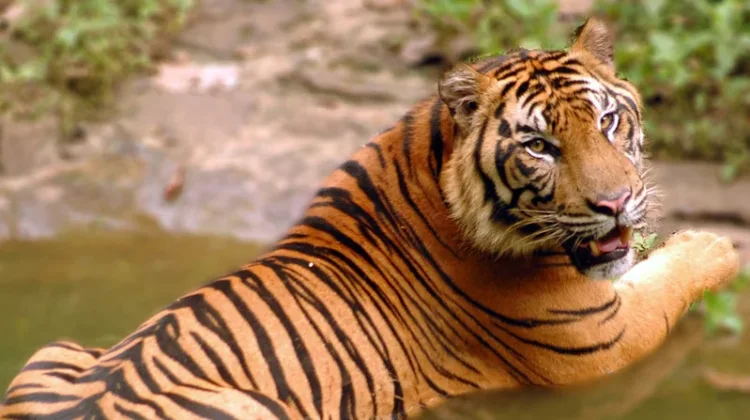 Harimau Sumatra Dipantau Ketat Demi Cegah Kepunahan Satwa