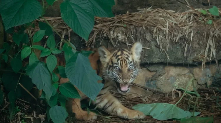 KSDAE: Ancaman Jerat Liar Masih Membahayakan Harimau Sumatera