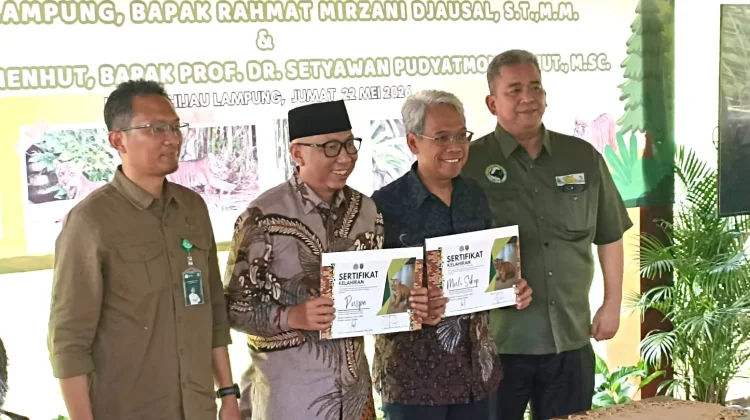 Harimau Sumatera Puspa dan Muli Sikop Jadi Harapan Baru