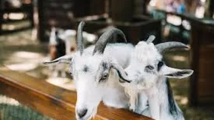 Kriteria Kambing yang Cocok untuk Kurban Idul Adha