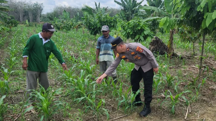 Polisi Mesuji Timur Pantau Penanaman Bibit Jagung