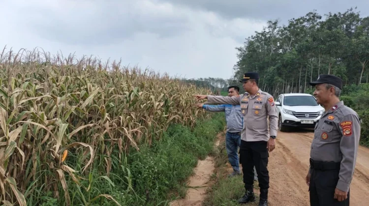 Polres Mesuji Kawal Program Ketahanan Pangan Jagung