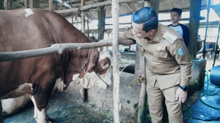 Bupati Pringsewu Terima Sapi Bantuan Presiden untuk Iduladha 1447 H