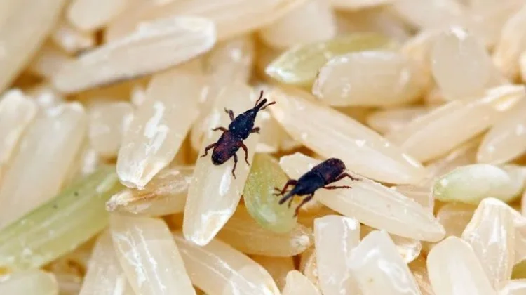 Cara Menyimpan Beras agar Bebas Kutu