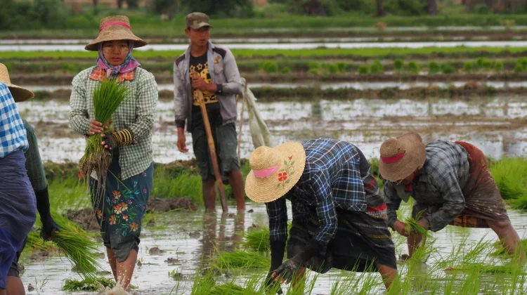 Pemprov Lampung Sebut Stabilitas Harga Panen Perkuat Ekonomi Rakyat