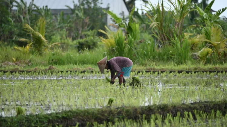 Tumbuh Positif, Luas Tanam Padi Lampung Masuk 4 Besar Nasional