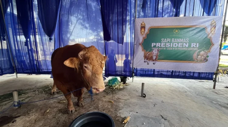 Sapi Kurban Bantuan Presiden di Lampung Berbobot Jumbo dari Peternak Lokal
