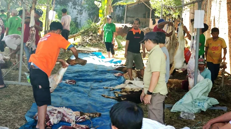 Rayakan Idul Adha, Masjid Nurul Yaqin Way Halim Permai Sembelih 31 Hewan Kurban