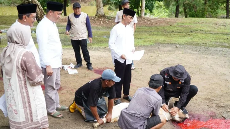 Pemkab Tubaba Sembelih 430 Kambing dan 6 Sapi Kurban