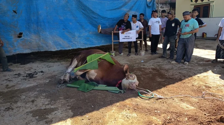 Penyembelihan Sapi Kurban Presiden, Daging Dibagikan untuk Santri dan Warga