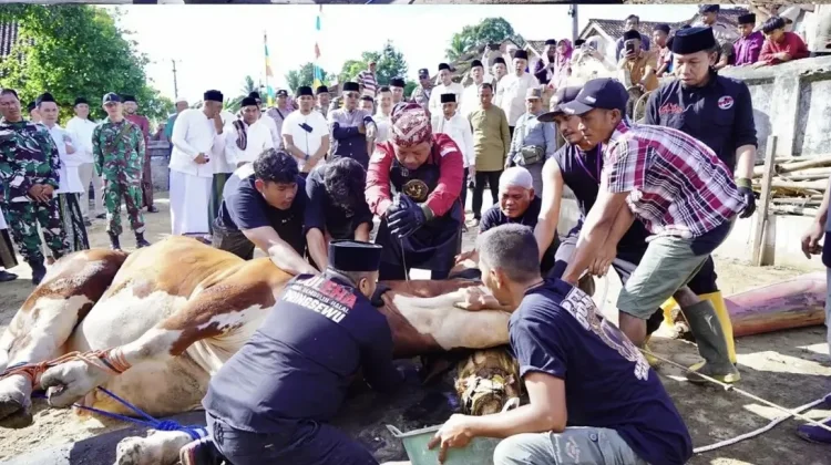 Bupati Pringsewu Sembelih Langsung Sapi Kurban Bantuan Presiden RI