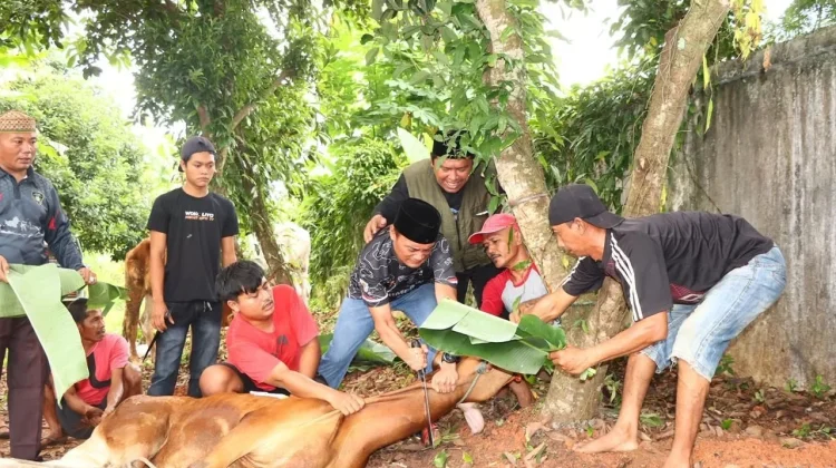 Polres Lampung Utara Sembelih 8 Ekor Kurban di Hari Raya Idul Adha