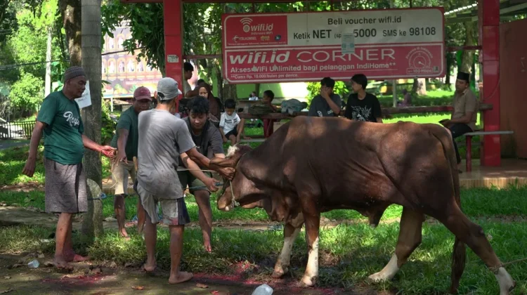 Polinela Perkuat Nilai Sosial Melalui Penyembelihan Hewan Qurban