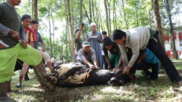 Unila Salurkan Ribuan Paket Daging Kurban ke Warga Sekitar
